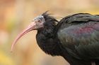 Z pražské zoo uletělo 18 vzácných ibisů skalních, voliéra povolila pod nánosem mokrého sněhu