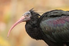 Z ibisů jsou nové celebrity, říká šéf zoo. Že chybí už jen jeden, je zázrak