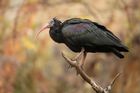 Pražská zoo má šestnáctého ibisa. Chytili ho do nárazové sítě v pražském Podolí