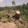 Těžba dřeva, les, kůrovec, krajina, dřevo, strom, pařez, polom, mýtina, Vysočina