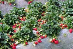 Červen na zahradě: pochutnáte si na jahodách i třešních