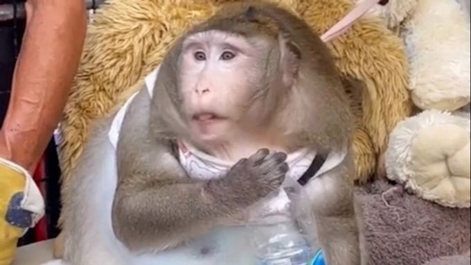 Obézní opice shazuje přebytečná kila v odtučňovacím táboře