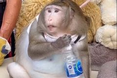 Opička shazuje kila v odtučňovacím táboře. Vykrmili ji návštěvníci trhu