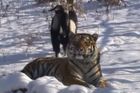Ruská pohádka o přátelství tygra s kozlem skončila. Sudokopytník zemřel, lidé truchlí