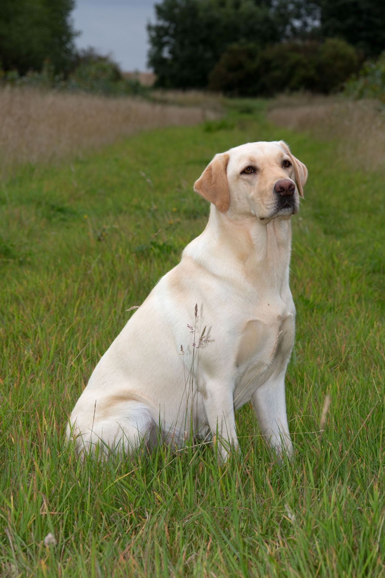 labrador
