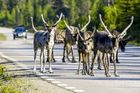 Migrační krize u zvířat: Norsko odmítá soby ze Švédska, varuje, že je bude střílet