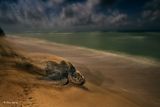 OBOJŽIVELNÍCI A PLAZI: Brian Skerry (USA): Starodávný rituál. Kožatka velká, největší žijící druh želvy na světě, se po nakladení vajec vrací do moře. (Nikon D5 + 17-35mm; 10 s, f/8; ISO 1600; blesk Nikon; dálková spoušť).