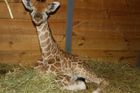 Pražská ZOO má nové žirafí mládě