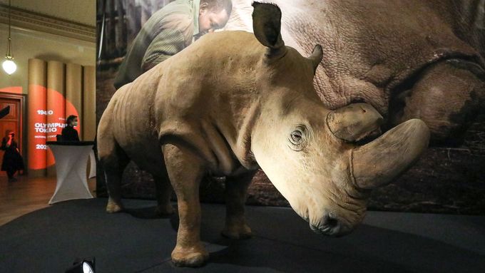 Poslední samec nosorožce severního se vrátil do Afriky. V Česku byl pět let