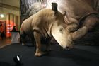 Majestátní samec nosorožce severního bílého zemřel před třemi a půl lety. Byl posledním na planetě.