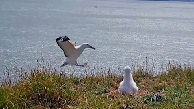 Z nemotorného novozélandského albatrosa je internetová hvězda