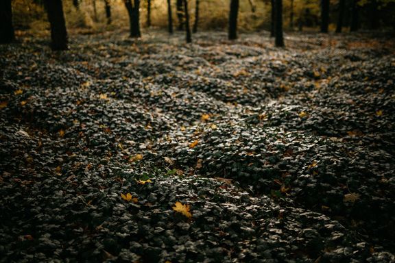 Břečťan a volně rostoucí vegetace postupně pohltily většinu hrobů.