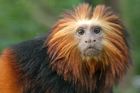 Z plzeňské ZOO zmizely opičky za statisíce