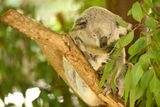 Často se říká medvídek koala, nicméně toto roztomilé zvíře, jeden z australských symbolů, není medvěd, ale vačnatec. Stejně jako například klokan.