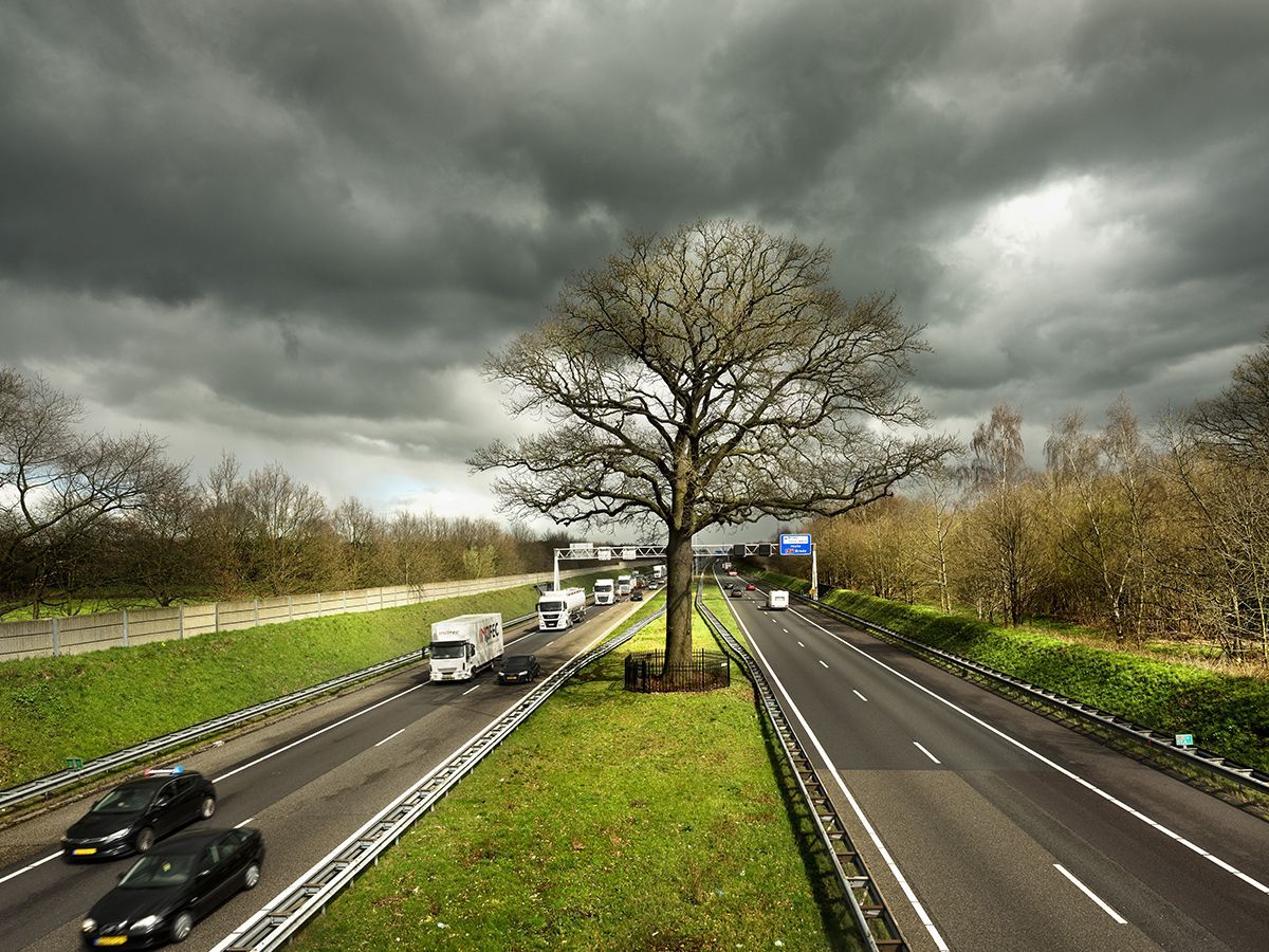 Evropský strom roku 2019