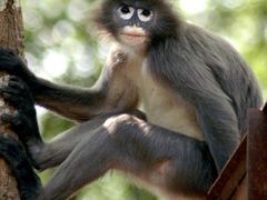Ohrožený druh opice v indické rezervaci