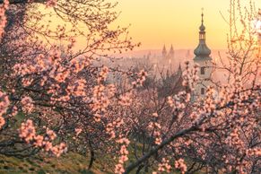 Krása pražského jara a mlhy nad Vltavou. Snímky roku fotografa Richarda Horáka