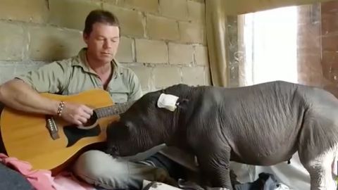 Jak uspat mládě nosorožce? Stačí zahrát na kytaru, podívejte se