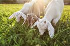 Ovce a kozy spásají v Barceloně zeleň. Zabraňují tím rozšíření požárů
