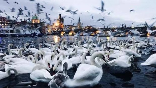 Evropský unikát: V centru Prahy zimuje asi 800 labutí