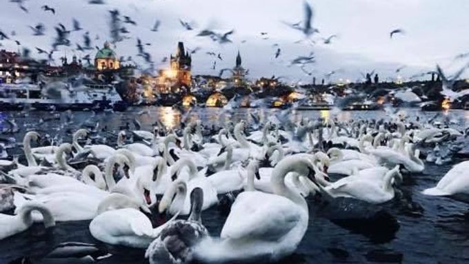 Asi osm stovek labutí zimuje v centru Prahy. Nevadí jim hluk tramvají a ani přítomnost lidí.