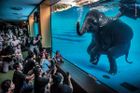 Adam Oswell, Austrálie. Slon ve výkladu. Vítěz v kategorii Fotožurnalismus. Autor poukazuje na to, že zoo využívají slony k tomu, aby přitáhly a pobavily návštěvníky. Podle Oswella přitom zvířata nutí k nepřirozenému chování.