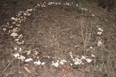 Důchodce z Pelhřimova našel při houbaření raritu, rekordně velký čarodějný kruh