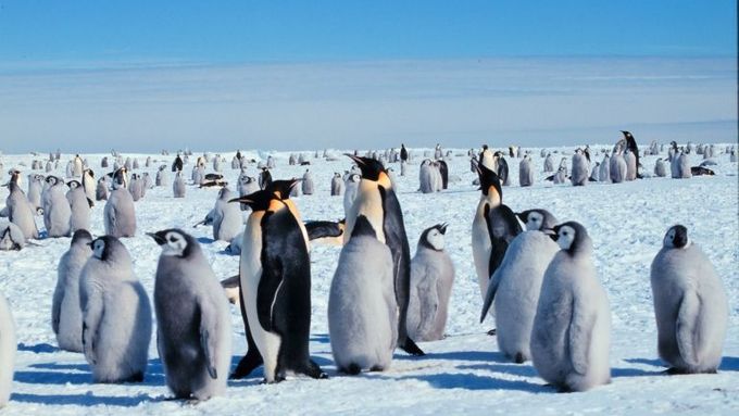 Kolonie tučňáků císařských