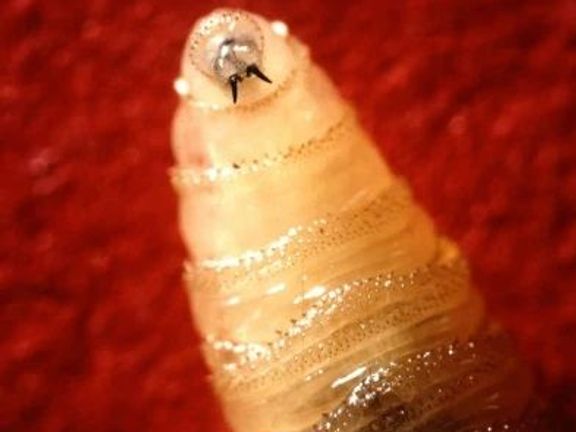 Larva bzučivky lidožravé, běžně známé také jako „moucha šroubovice“ (z anglického screwworm fly).