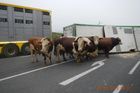 Na Táborsku uteklo asi 180 býků, zhruba třetinu se nepodařilo odchytit
