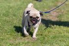 Německé úřady v exekuci zabavily psa a prodaly ho na eBay, na sítích sklízí kritiku