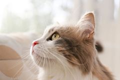 Kočkám na lidech hodně záleží, zjistili vědci. Mňoukají jen na své páníčky a koťata
