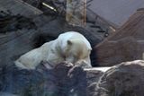 Medvěd lední v zajetí. V betonovém výběhu pražské zoo bude kolem 40 stupňů ve stínu.