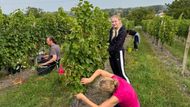 Vinobraní je na jižní Moravě v plném proudu. Letos ale počasí vinařům moc nepřeje.