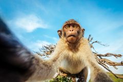 Drzá opice sebrala spícímu mladíkovi telefon. Udělala si selfie a pak ho chtěla sníst