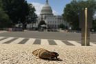 Foto: Miliardy cikád zaplavily východ USA. Objevují se jen jednou za 17 let