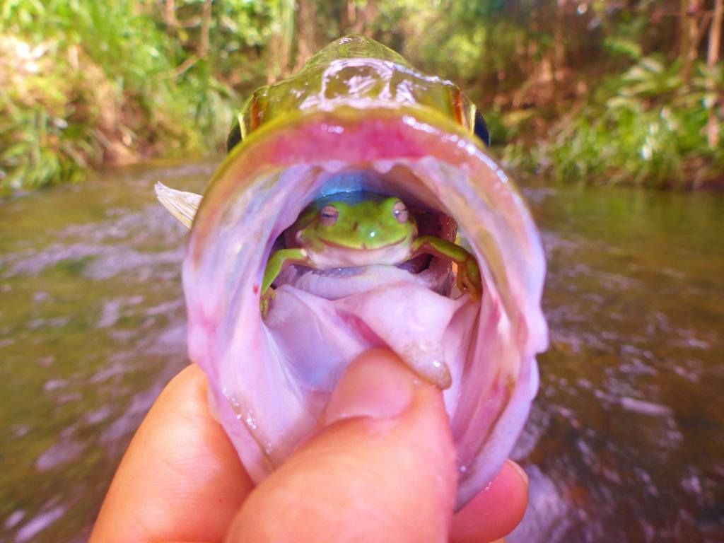 žába v puse ryby