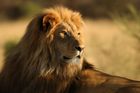 Turista zastřelil nejznámějšího lva Afriky, hledá ho policie
