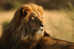 Turista zastřelil nejznámějšího lva Afriky, hledá ho policie