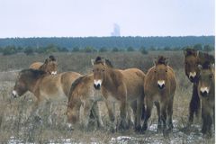 Lidé jsou pro zvířata horší než jaderná havárie v Černobylu, tvrdí britští biologové