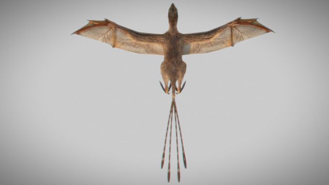 Nově objevený dinosaurus Ambopteryx longibrachium.