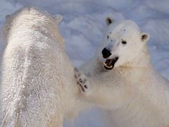 Lední medvěd je na Listině ohrožených druhů kvůli globálnímu oteplování.