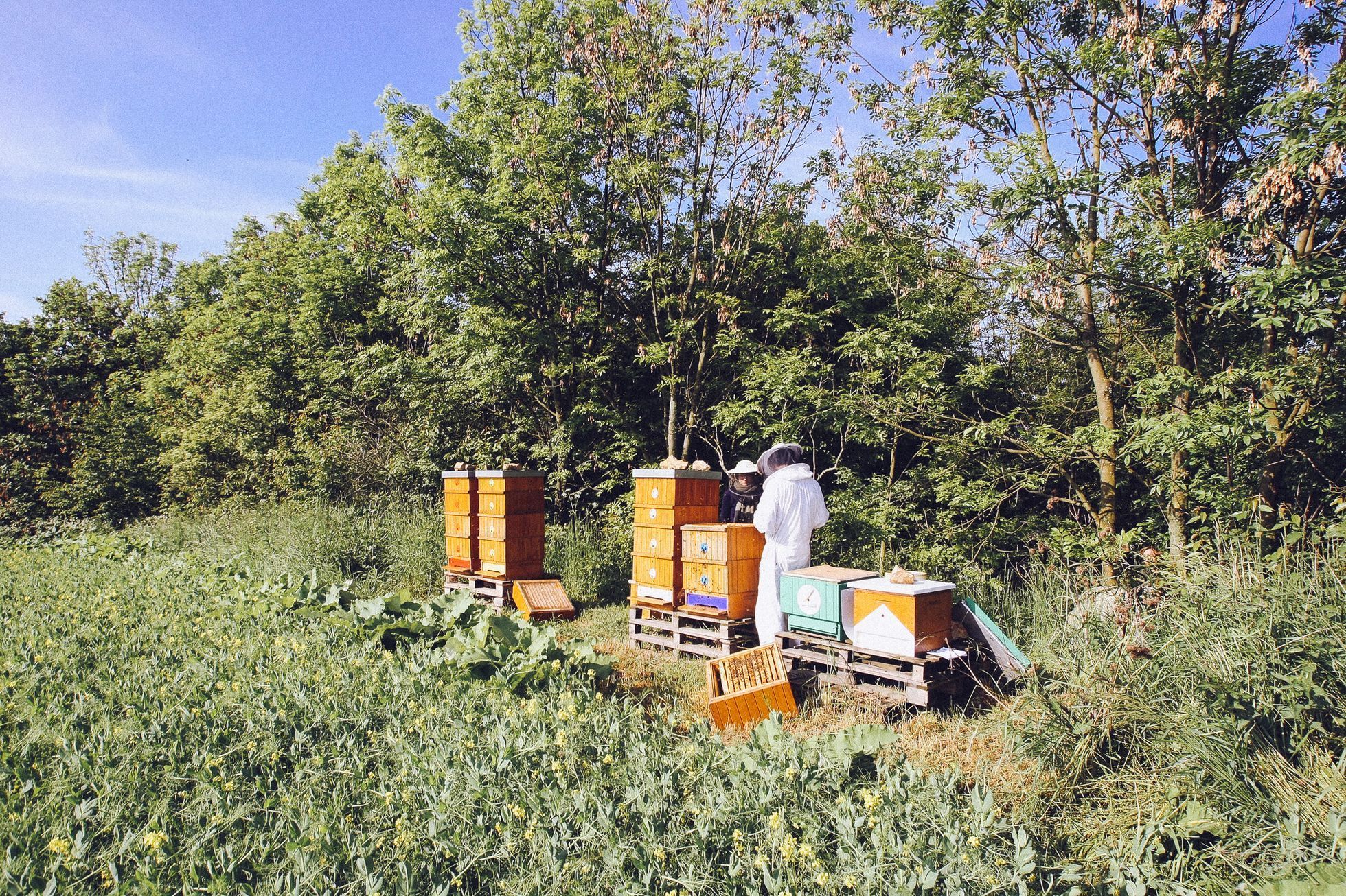 Včelaření
