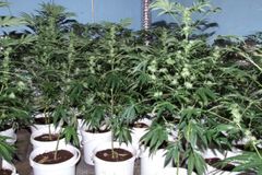 Zamčený zahradník se staral o marihuanu za 12 milionů