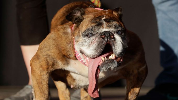 Foto: Toto je nejošklivější pes světa. Prohlédněte si i jeho konkurenty