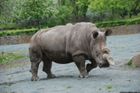Čeští nosorožci se jedou rozmnožit do Afriky