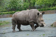 Ve Dvoře Králové zemřel bílý nosorožec, zbývá poslední