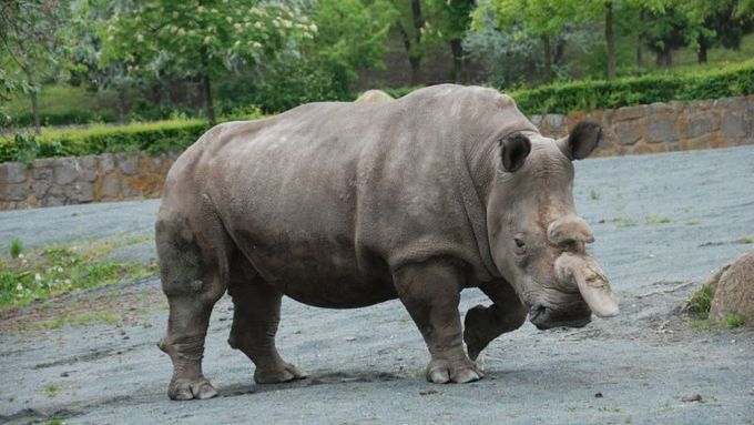 Čtyři bílé nosorožce poslala zoo před rokem do africké Keni, kde se pokouší o jejich rozmnožení v rezervaci.