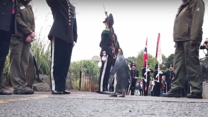 Norská královská garda vzdává čest tučňákovi ve skotské zoo.