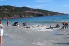 Hit webu: Lidé na pláži spontánně zachránili delfíny
